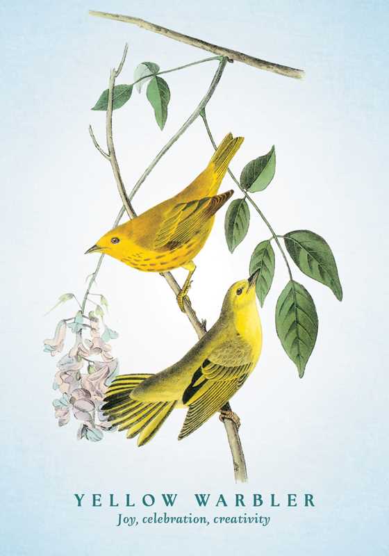 The Spiritual Meaning of Birds Oracle Deck